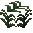 Plant (Dracaena)