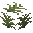 Plant (Fern)