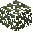 Araucaria Leaves