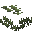 Araucaria Thorns