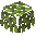 Bald Cypress Vines