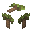 Baobab Sapling