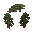 Brazilian Nut Sapling