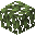 Eucalyptus Leaves