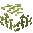 Mustard Plant