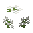 White Clover
