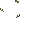 Hanging Moss