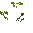 Tomato Plant