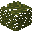 Araucaria Leaves