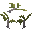 Araucaria Sapling