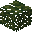 Conifer Leaves