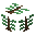 Conifer Sapling