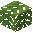 Cordaites Leaves