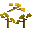 Ginkgo Sapling