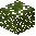 Metasequoia Leaves