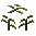 Metasequoia Sapling