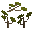 Podocarp Sapling