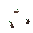 Fruit Avocado