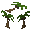 Coconut Tree Sapling