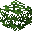 Mango Tree Leaves