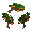 Mango Tree Sapling