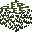 Pine Tree Leaves