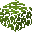 Walnut Tree Leaves