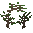 Walnut Tree Sapling