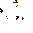 Cattail plant