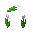 Pink Tulip